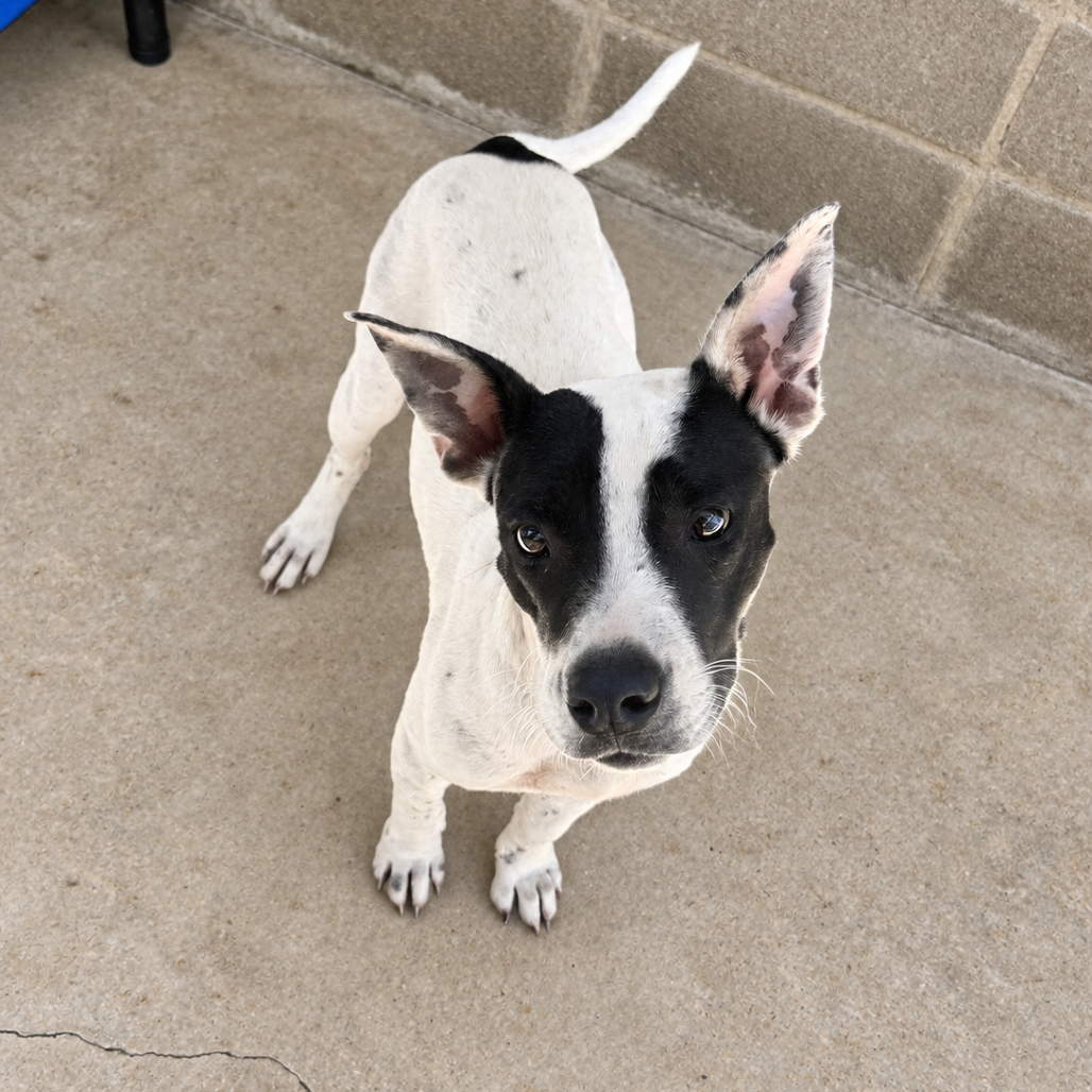 Tusc Stray 85938 2 3
