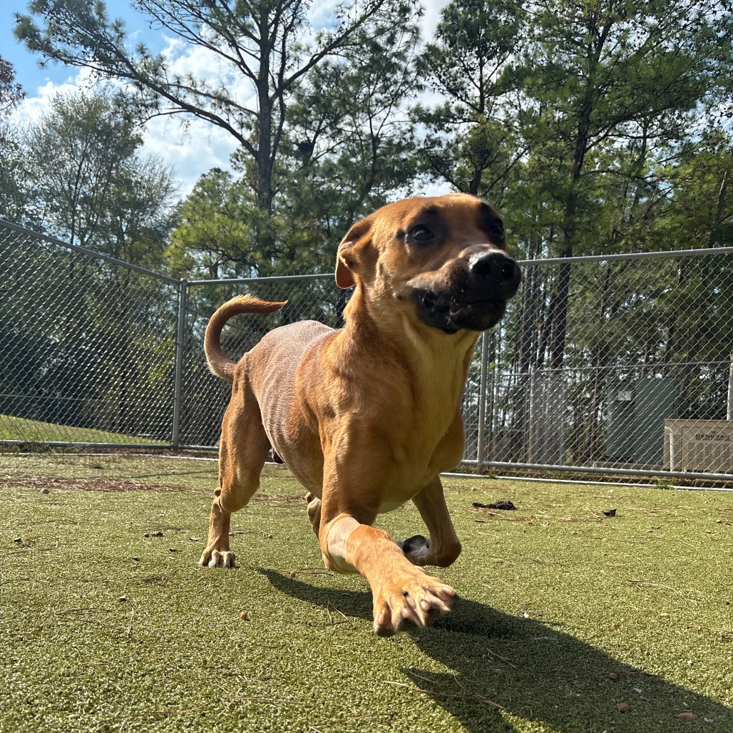 Scooby