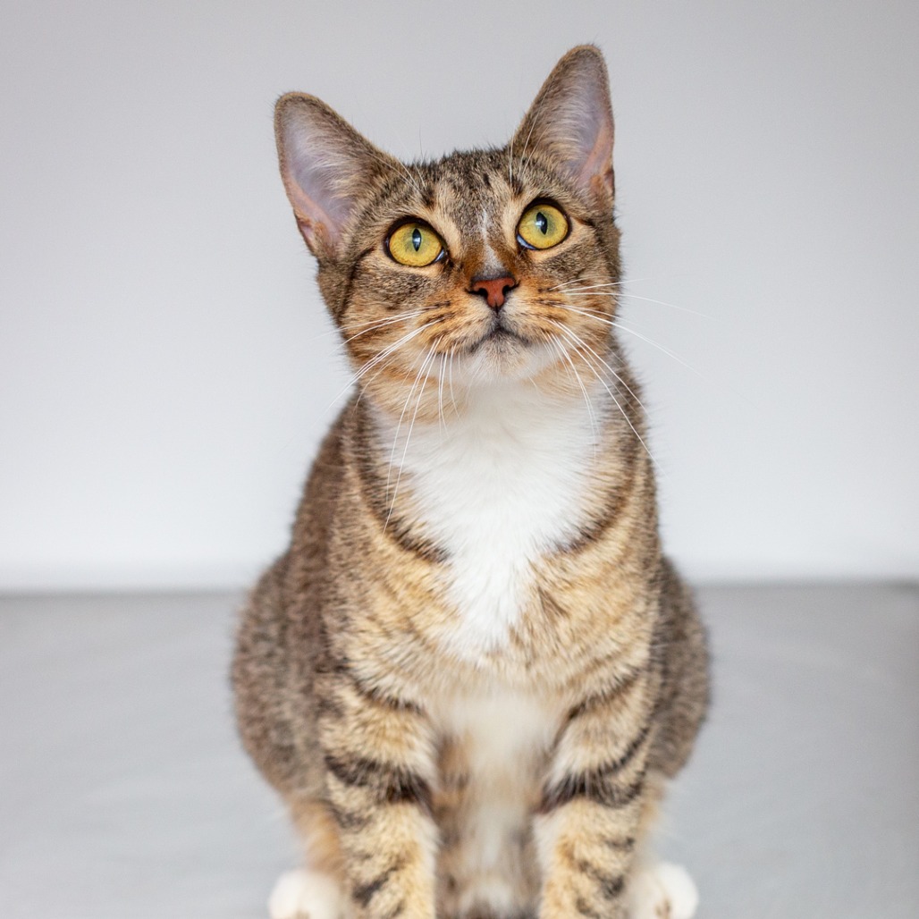 CANTALOUPE - Domestic Shorthair available for adoption
