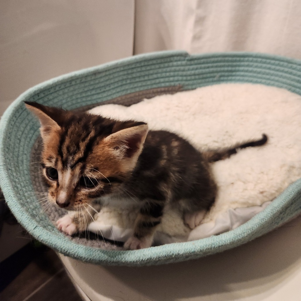 Tigger