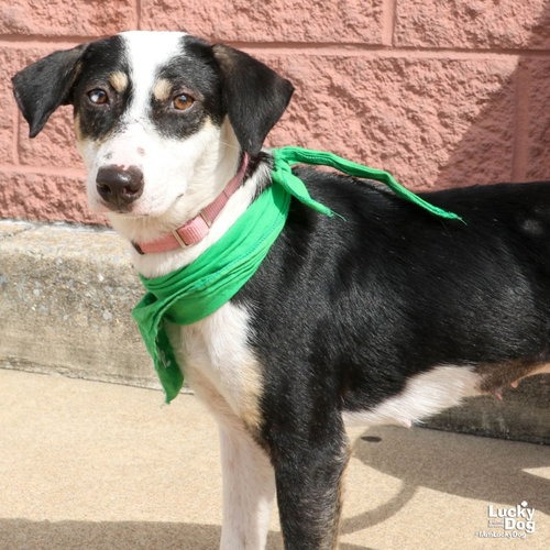 LITA - Retriever, Labrador / Beagle available for adoption