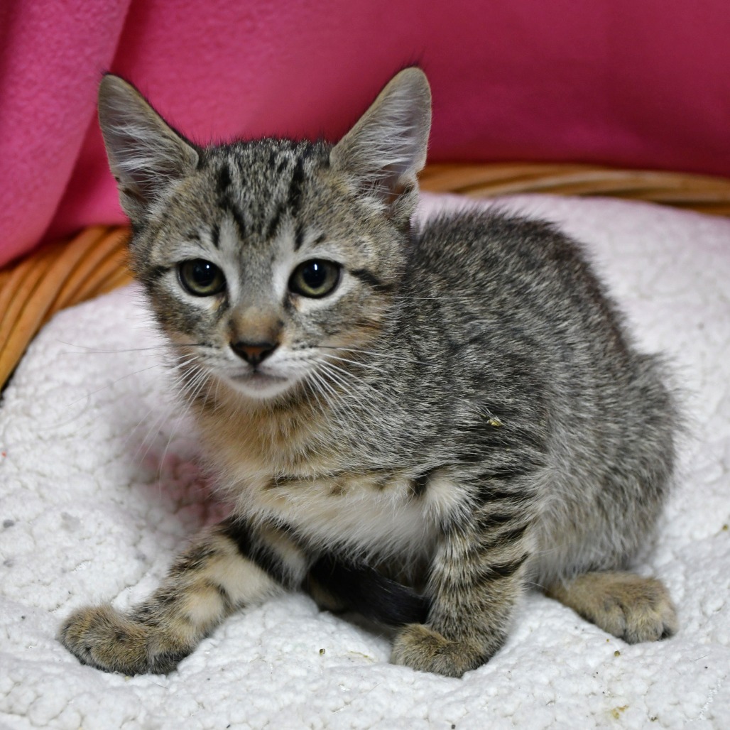LINEN - Domestic Shorthair available for adoption