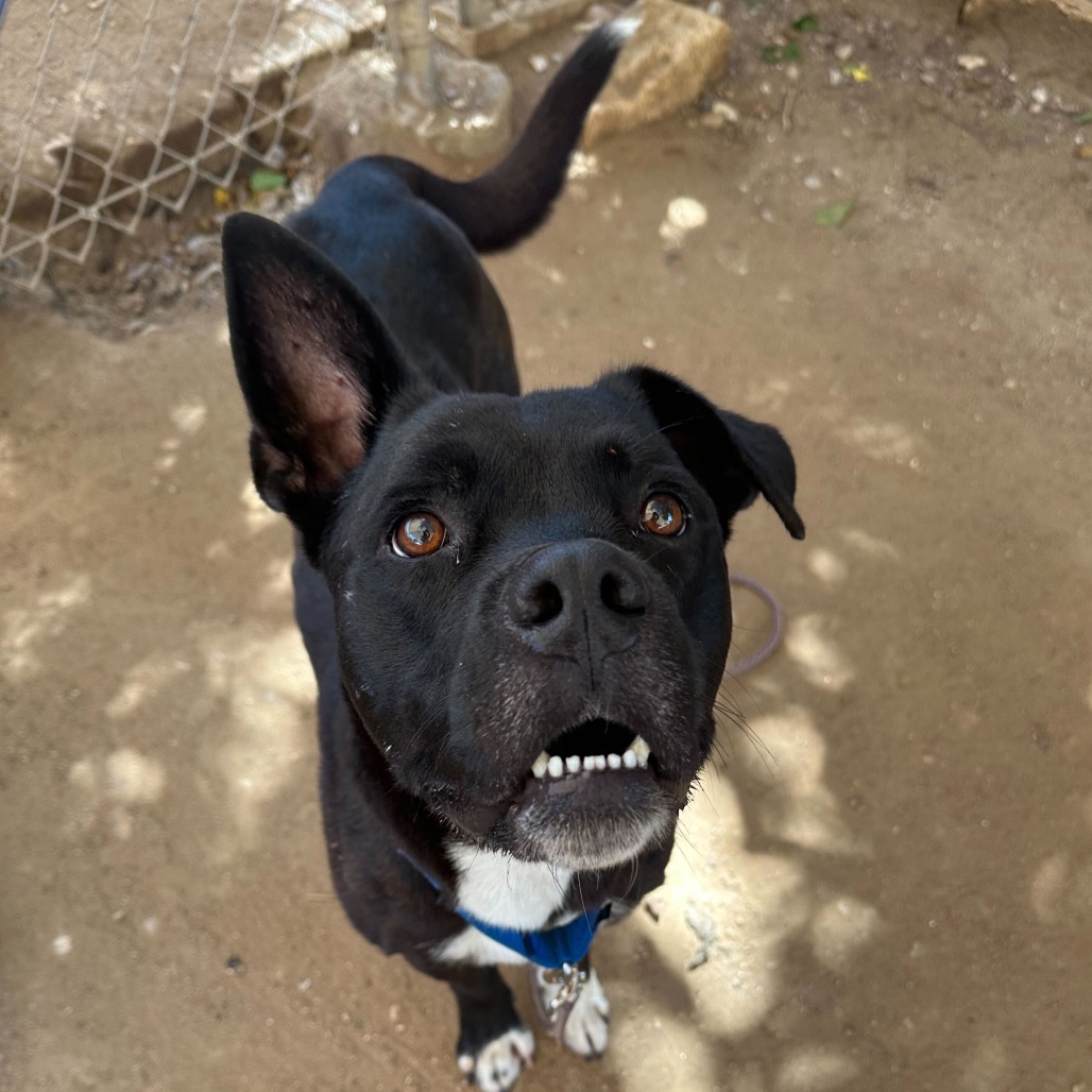 Alok — thumbnail 8