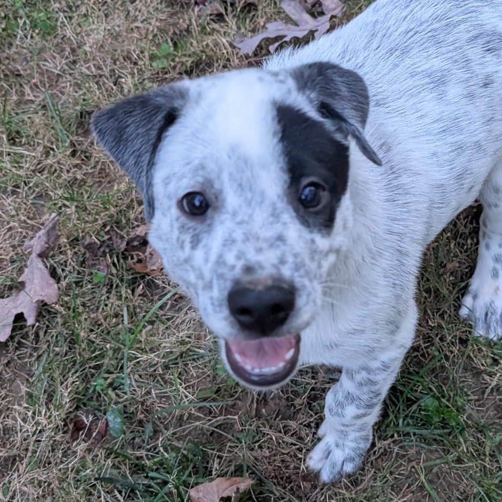 Macee Pup - Hotspur, photo 14