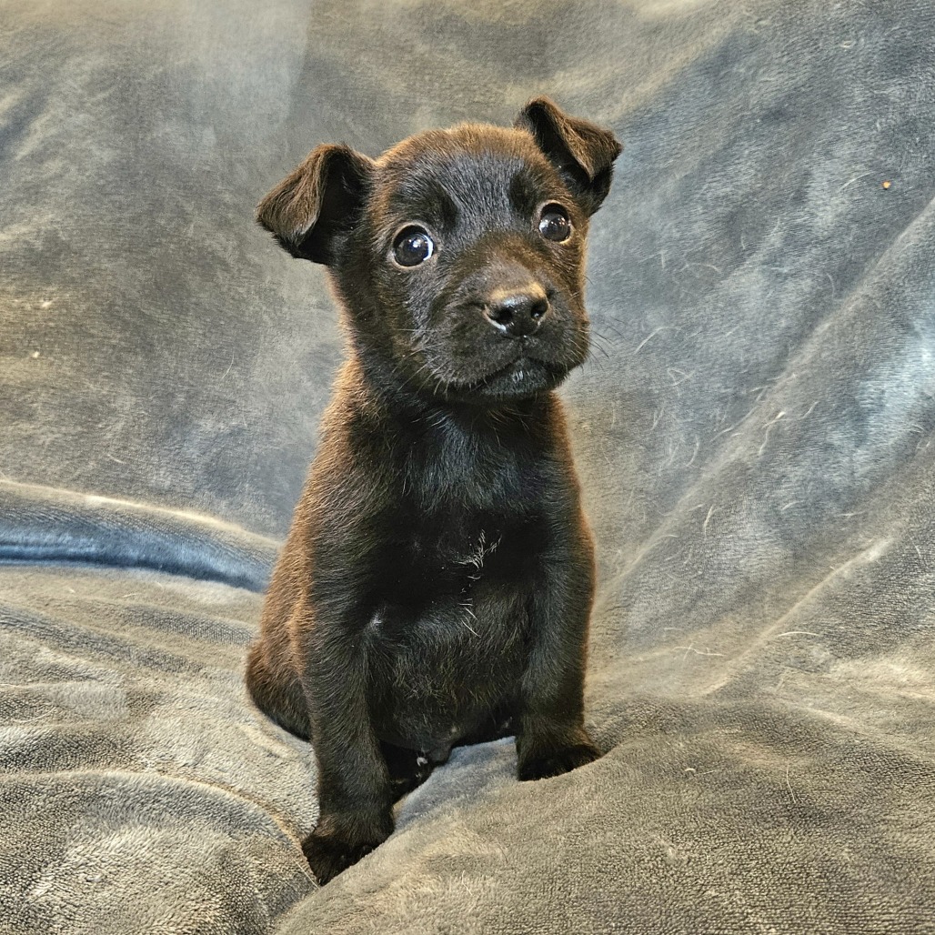 Cocoa pup - Teddy — thumbnail 3