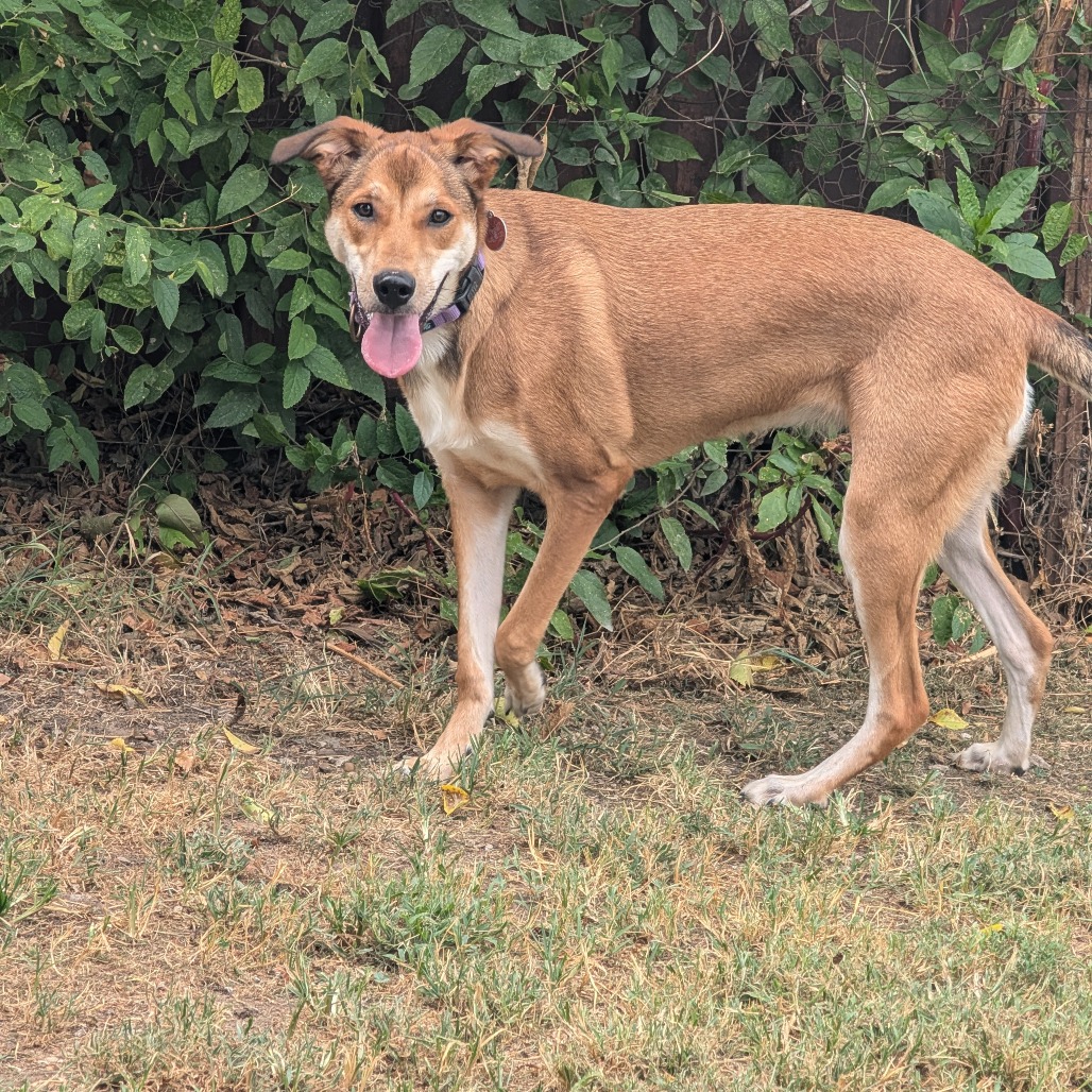 Cooper photo 15