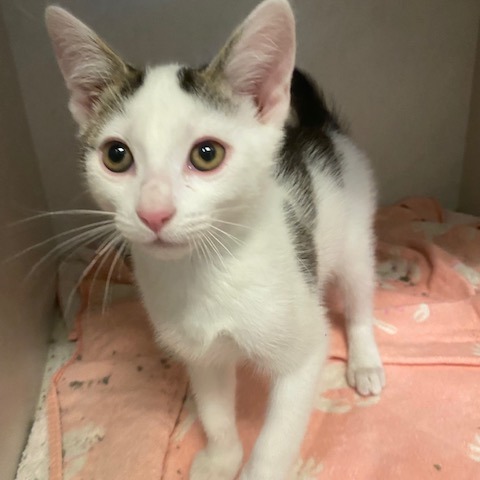 PHIL - Domestic Shorthair available for adoption