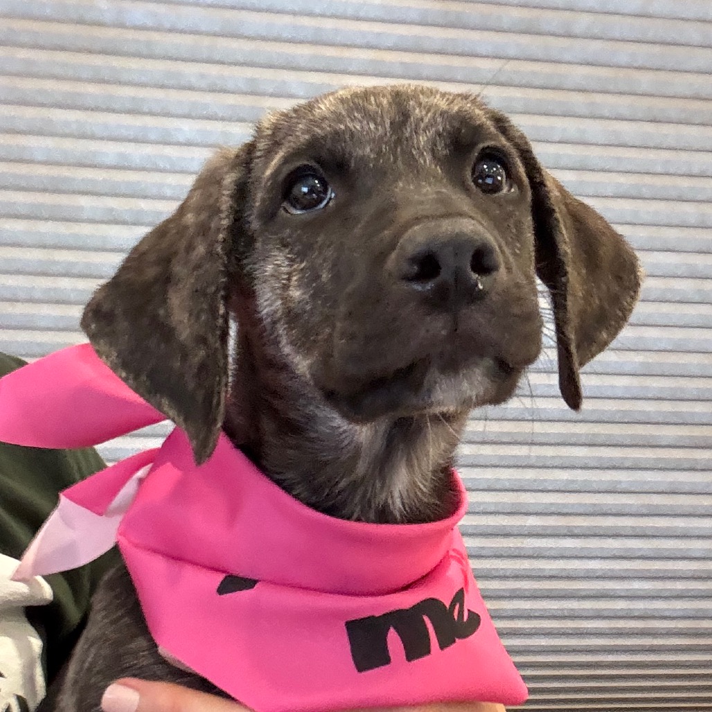 CEDAR - Hound / Shepherd available for adoption