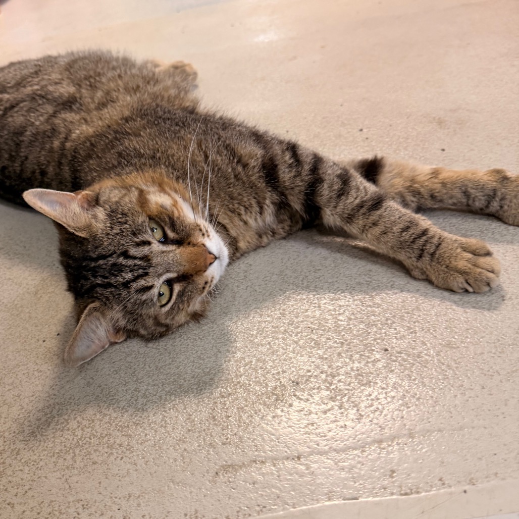 El gato