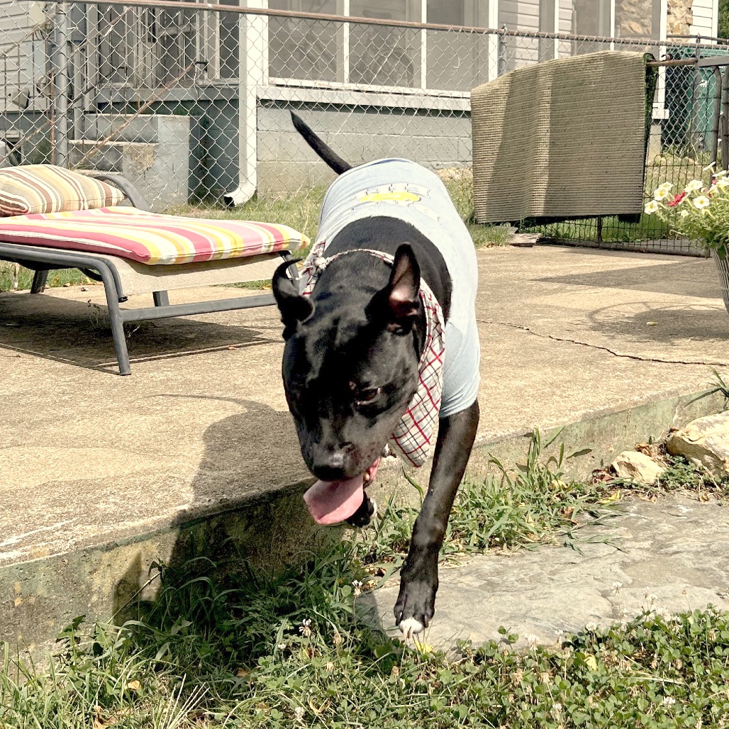 Bowser, photo 55