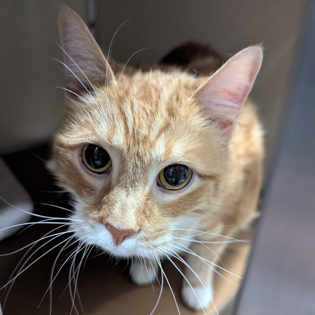 Jeffersonville Animal Shelter Adoption