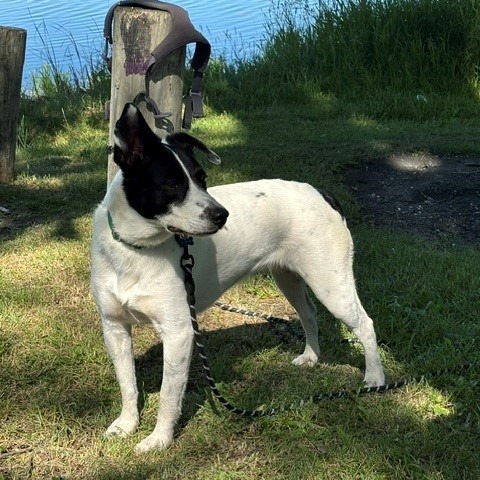 Brie--In Foster, photo 18
