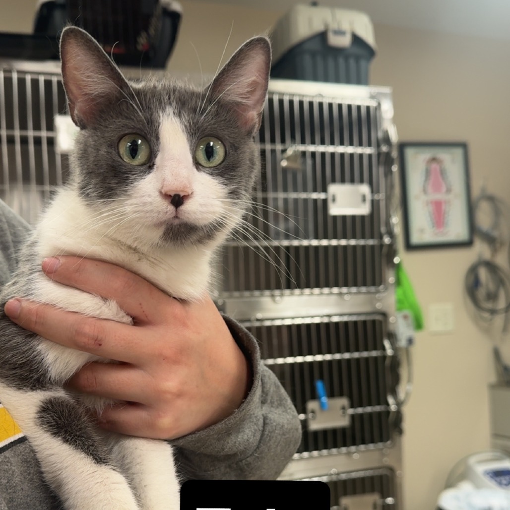 Tala, available for adoption