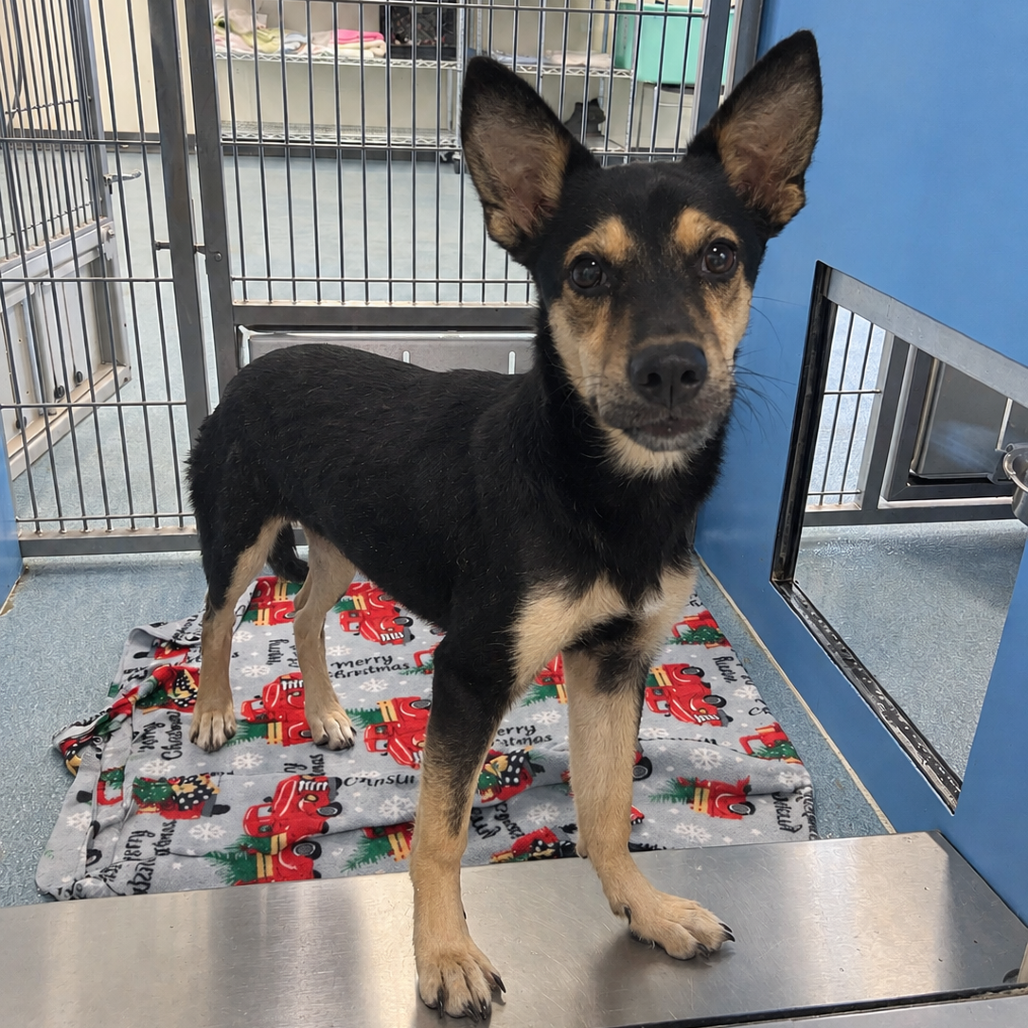 Photo of Poison Ivy, available for adoption at PVAS