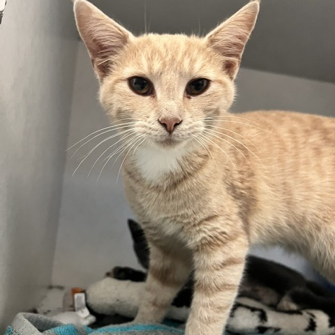 FELIX FANG - Domestic Shorthair available for adoption