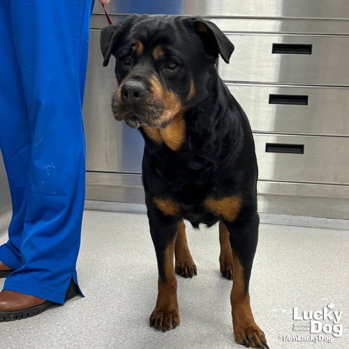 HARPER - Rottweiler / Mix available for adoption
