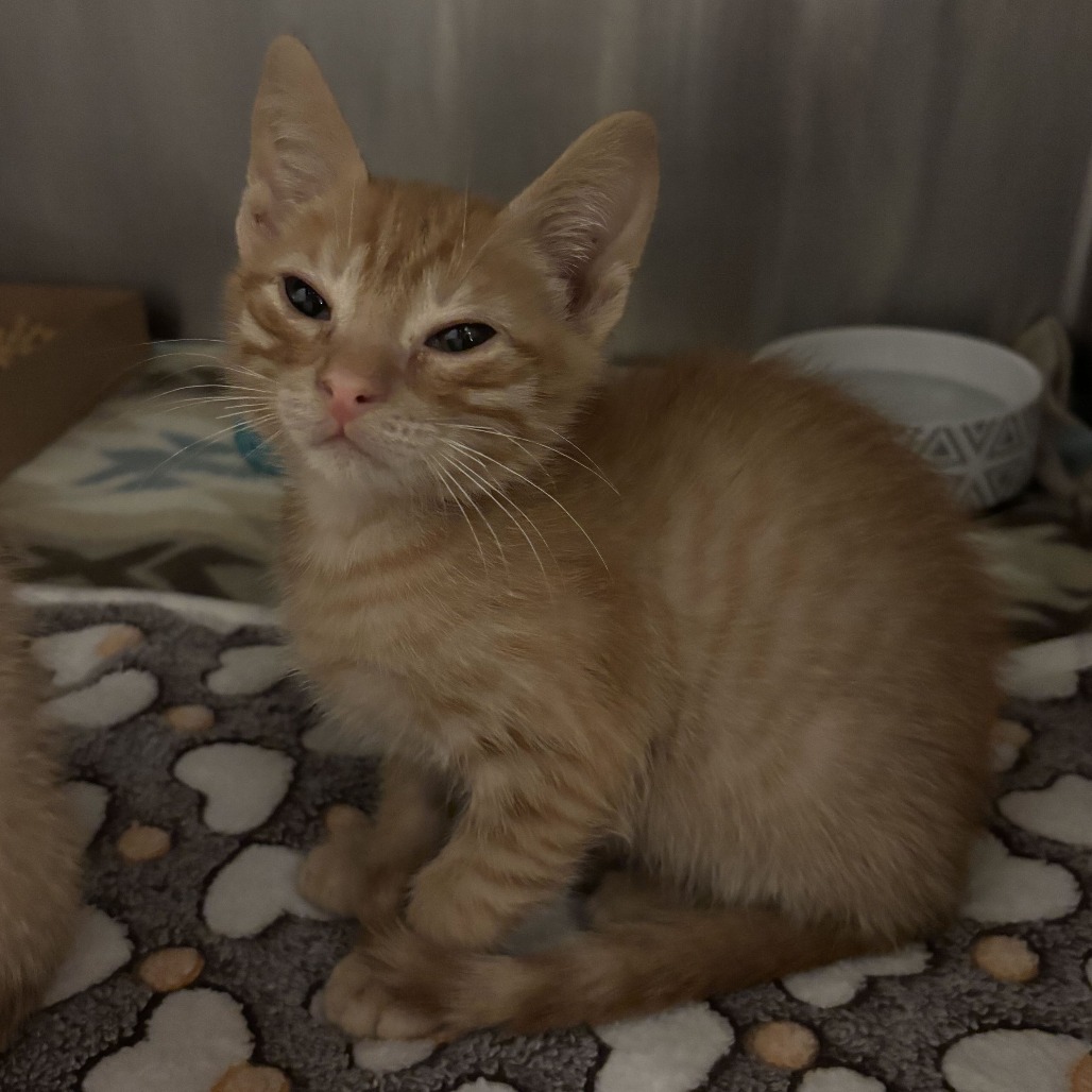 PICASSO P2 - Domestic Shorthair available for adoption
