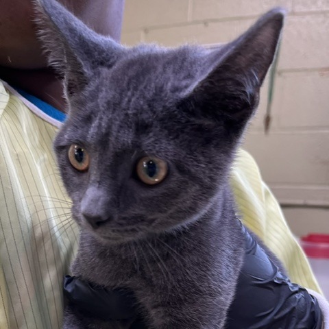 CARAMEL APPLE (SEA FOAM) - Domestic Shorthair available for adoption