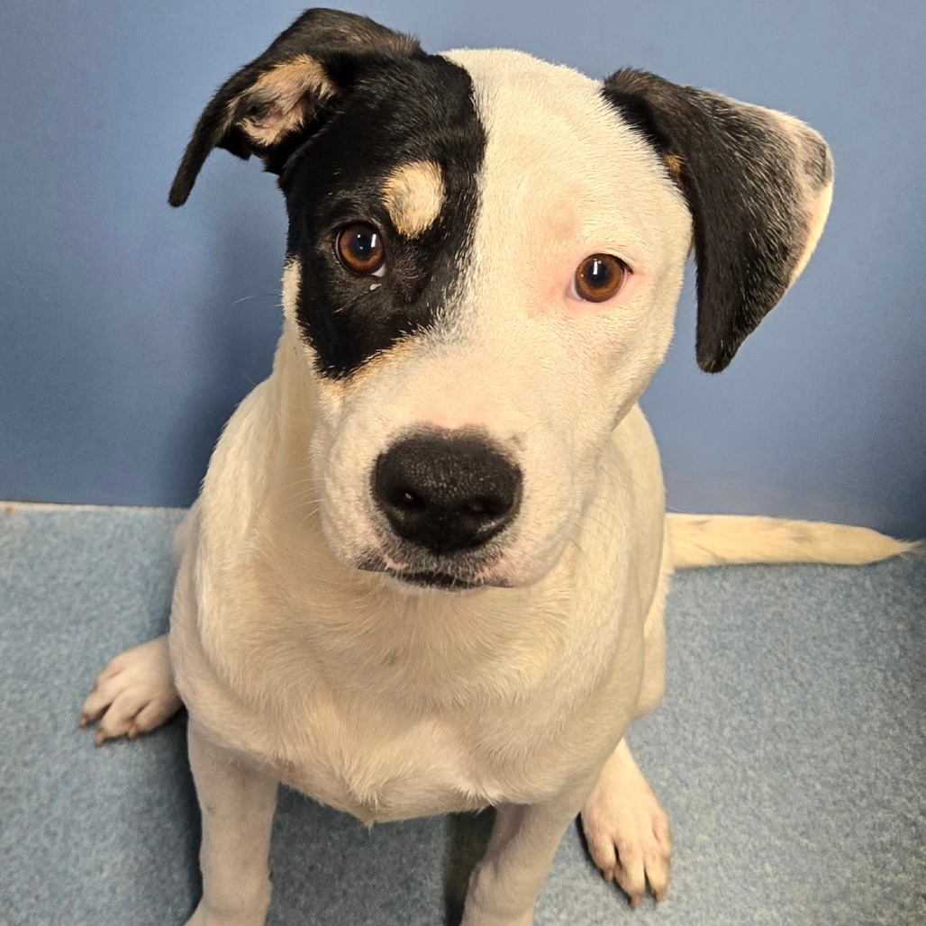 Photo of Spencer, available for adoption at PVAS