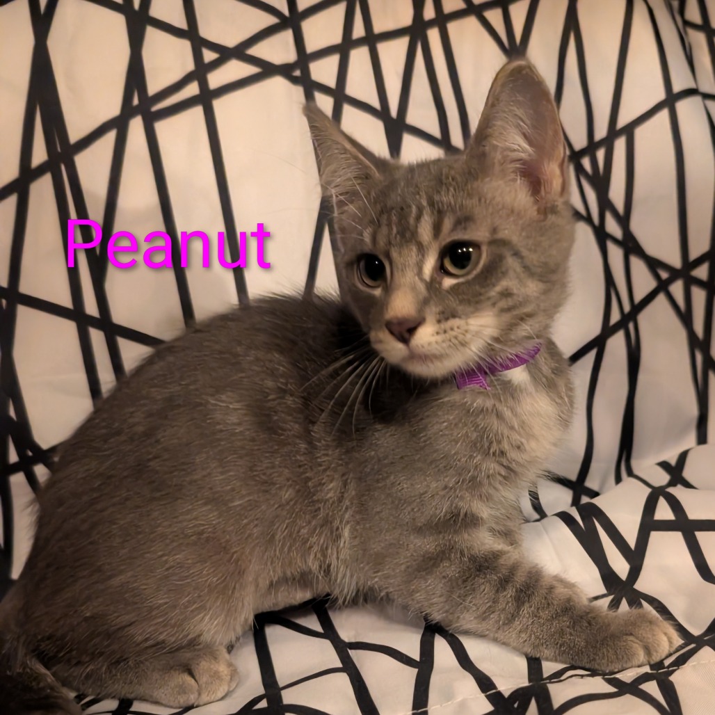 Peanut, an adoptable cat