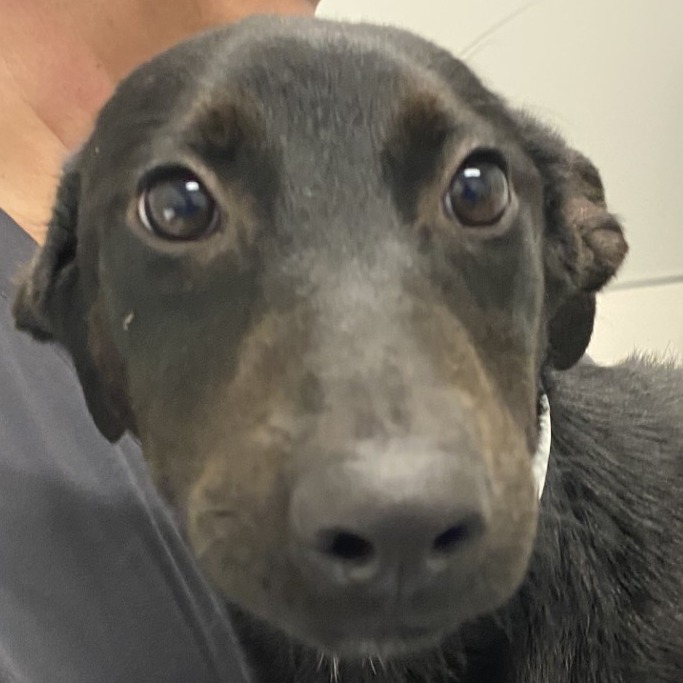 Luana — thumbnail 2