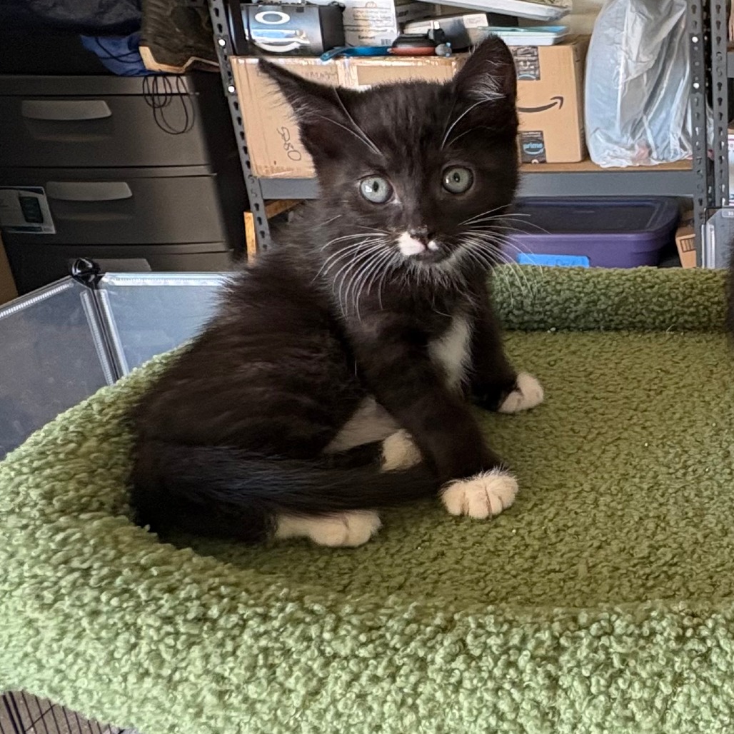 LILY - Domestic Shorthair available for adoption