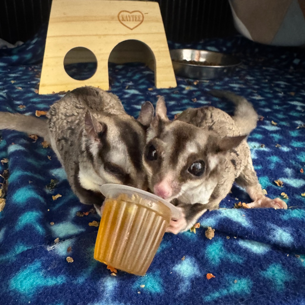 Peanut, photo 2