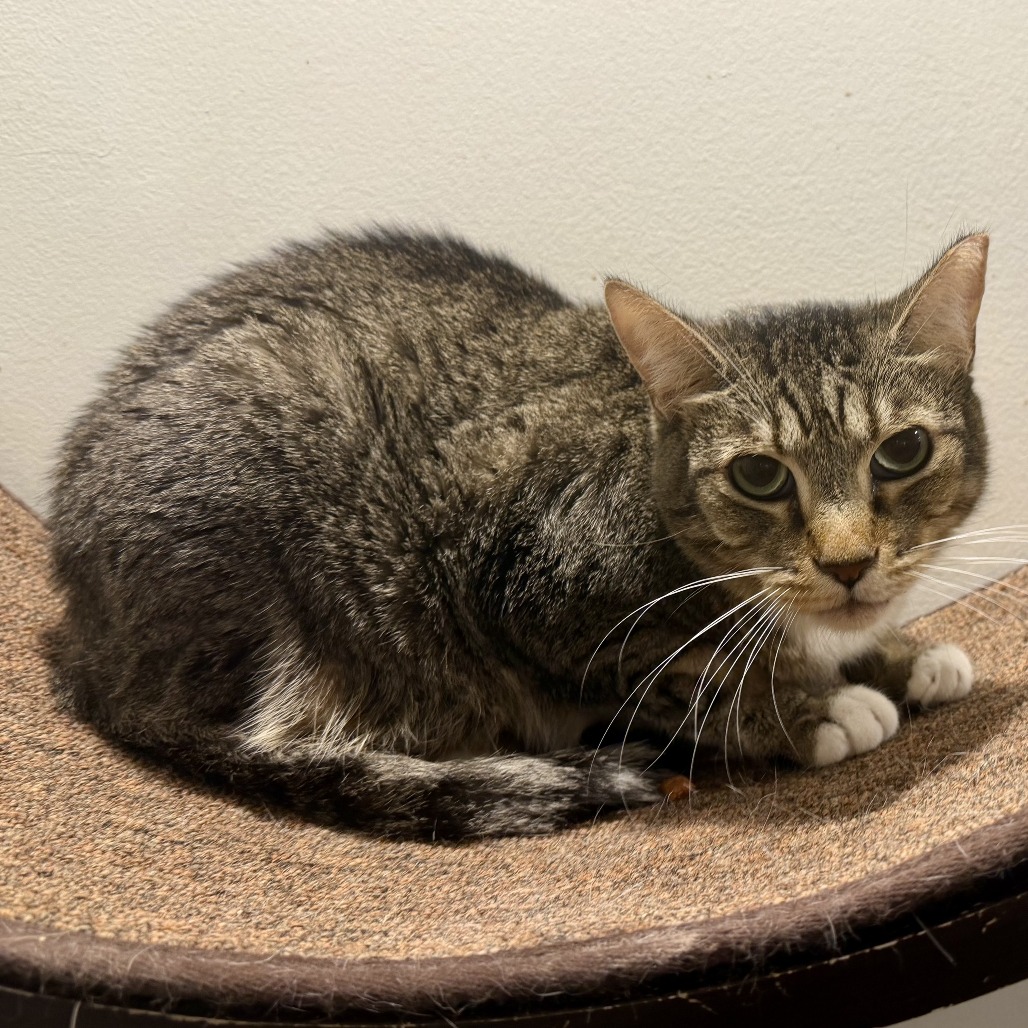 DAISY - Domestic Shorthair available for adoption