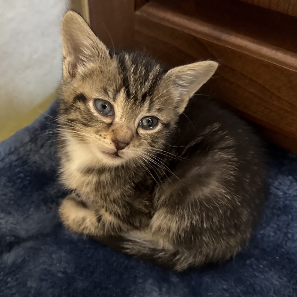 Peaches — thumbnail 2