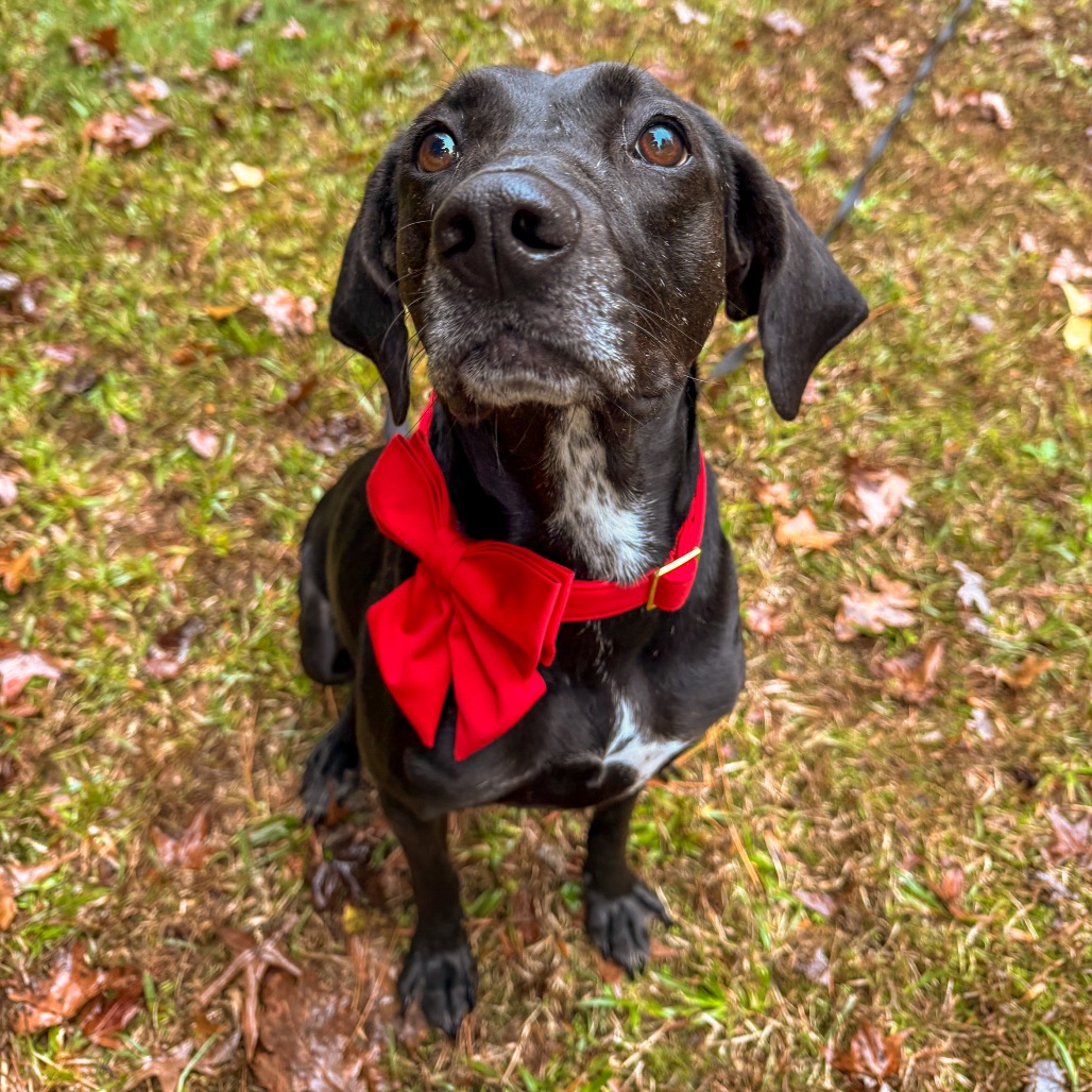 Phoebe 09-1747, photo 18