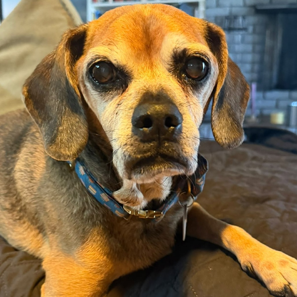Puggle, photo 15