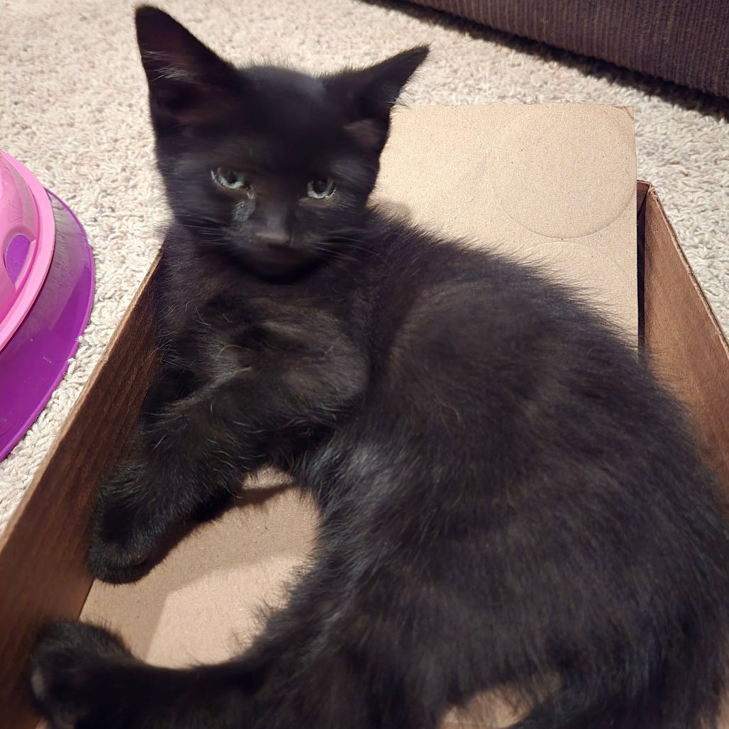 JUSTICE - Domestic Shorthair available for adoption