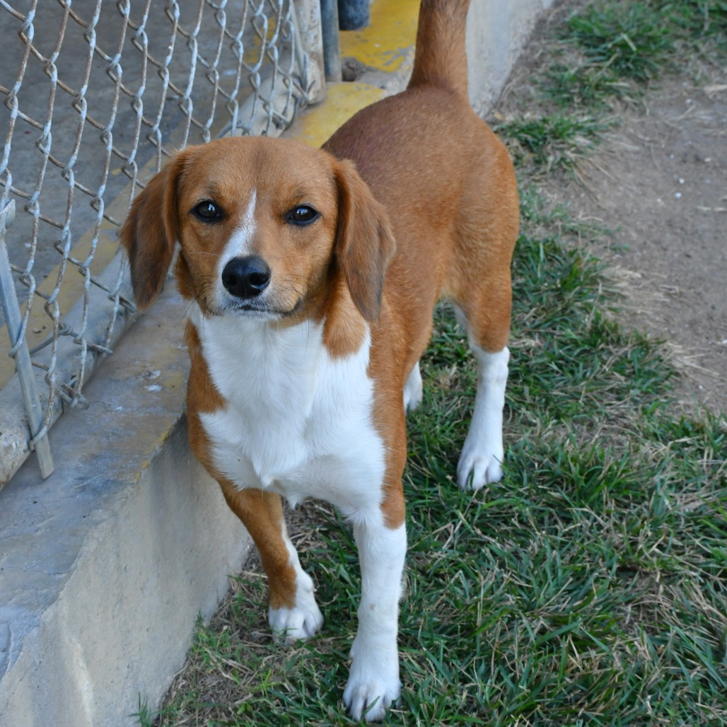 ANGEL - Beagle / Corgi, Cardigan Welsh available for adoption
