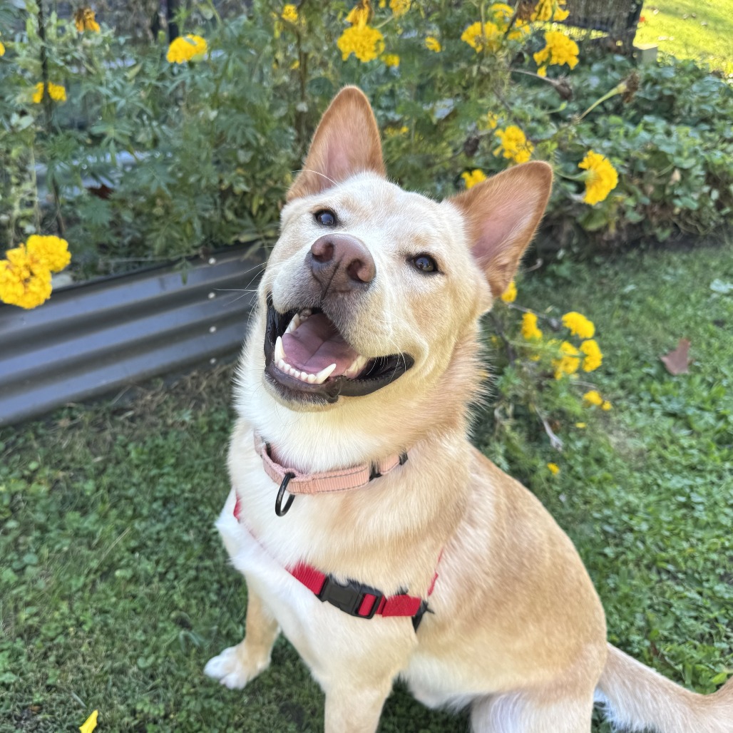 DINGO - Mixed Breed (Medium) available for adoption