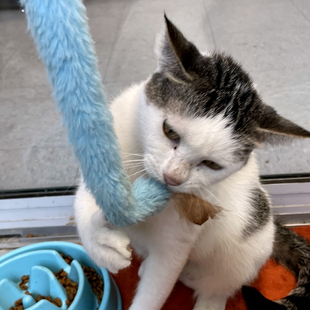 Amber Drop — thumbnail 11