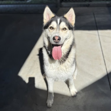 Siberian Husky