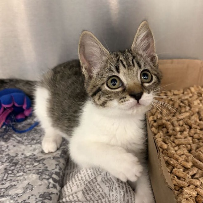 CANDY - Domestic Shorthair available for adoption
