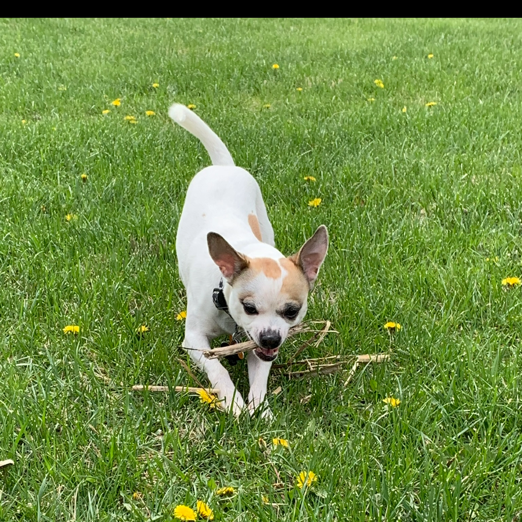 Bandit — thumbnail 6