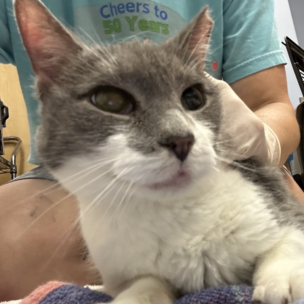 SASHA - Domestic Shorthair for adoption in Stamford
