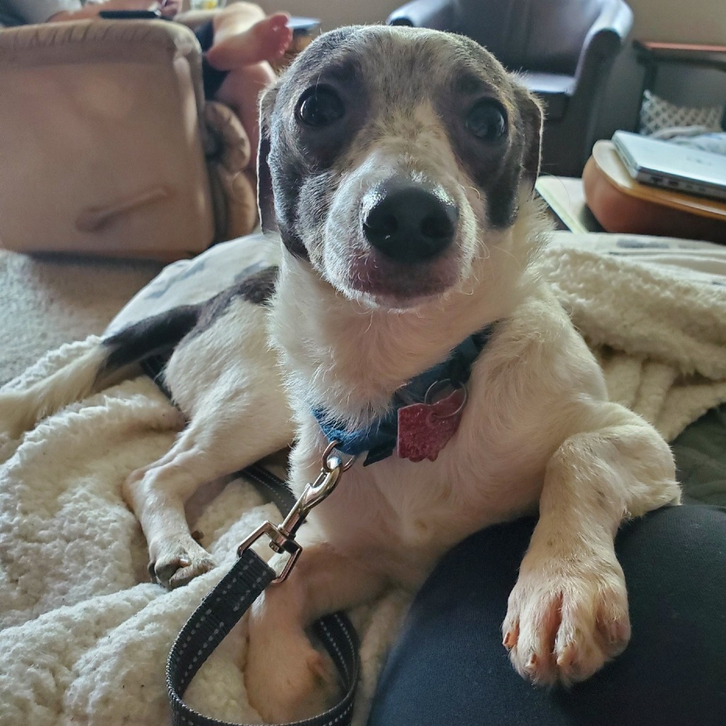 Lucky is available for adoption at Humane Society of Delaware County