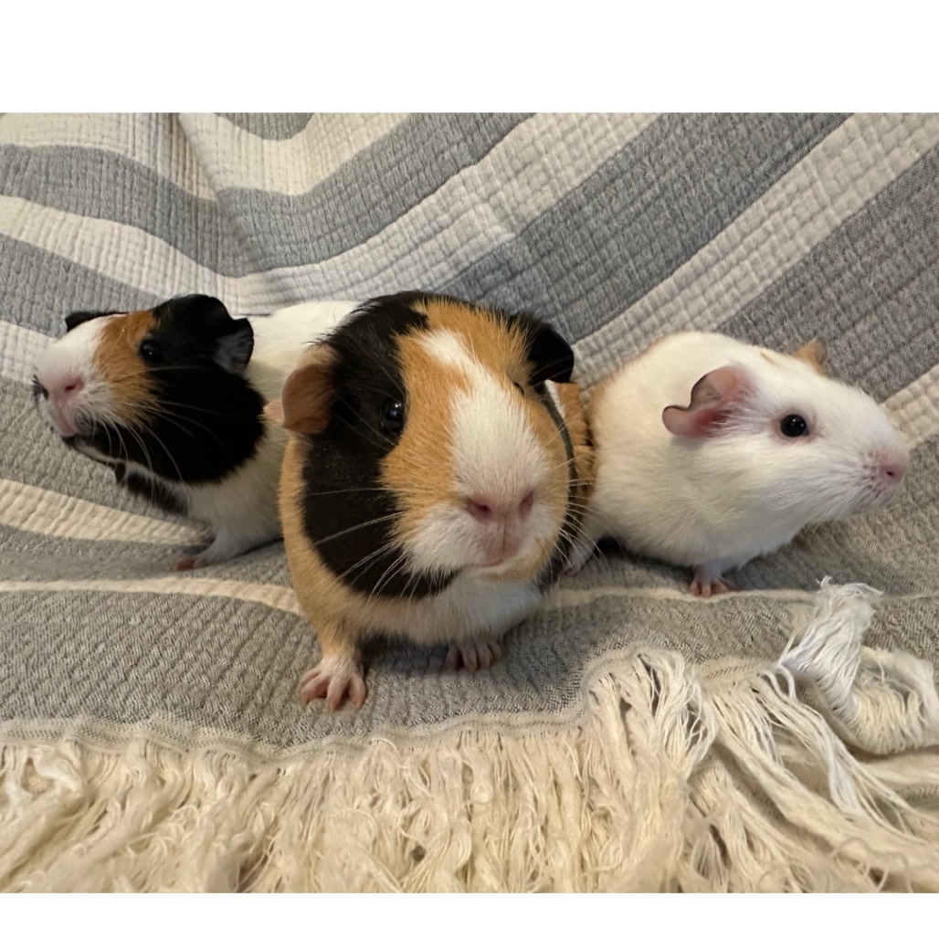 Munch, Tutuola, & Peanut