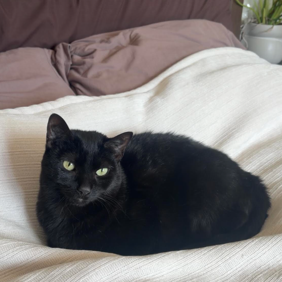 Willow