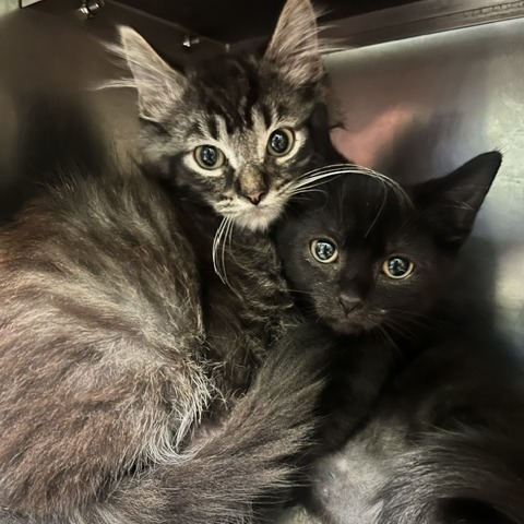 ORVILLE FLOPS - Domestic Shorthair available for adoption