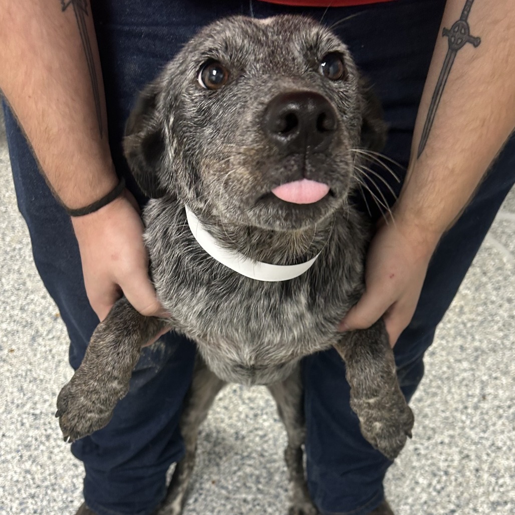 Australian Cattle Dog