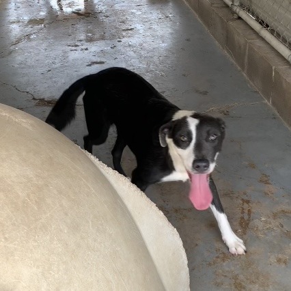 CLOUDY - Terrier / Pit Bull available for adoption