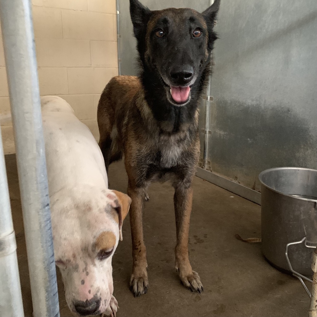SANTA ANA - Malinois / Belgian available for adoption