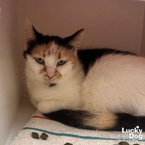 ANDARIEL - Domestic Shorthair available for adoption