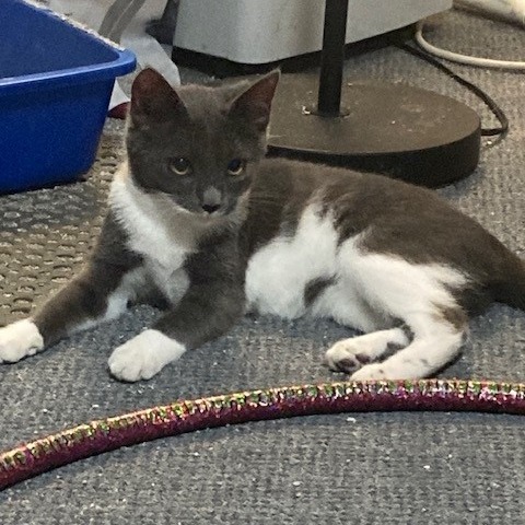 HANNAH - Domestic Shorthair available for adoption