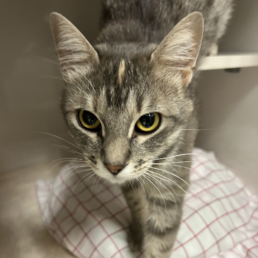 Martha - Domestic Shorthair