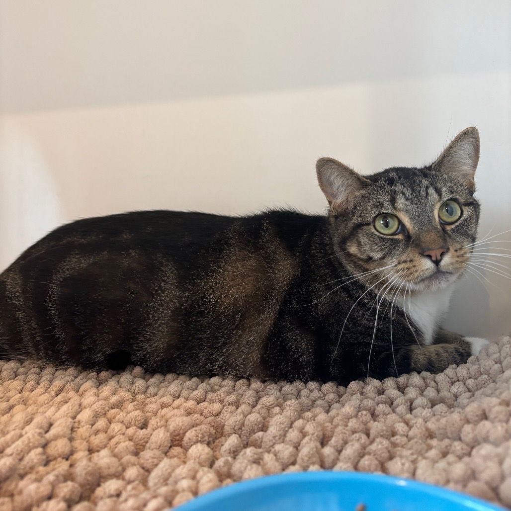 FURROW - Domestic Shorthair available for adoption